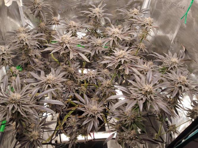 Organi-Matrix : Project "Phoenix Effect". Week 8