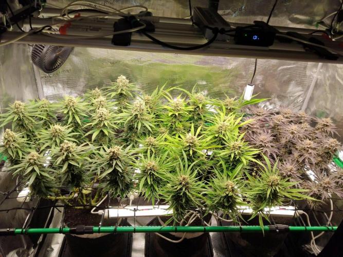 Organi-Matrix : Project "Phoenix Effect". Week 8