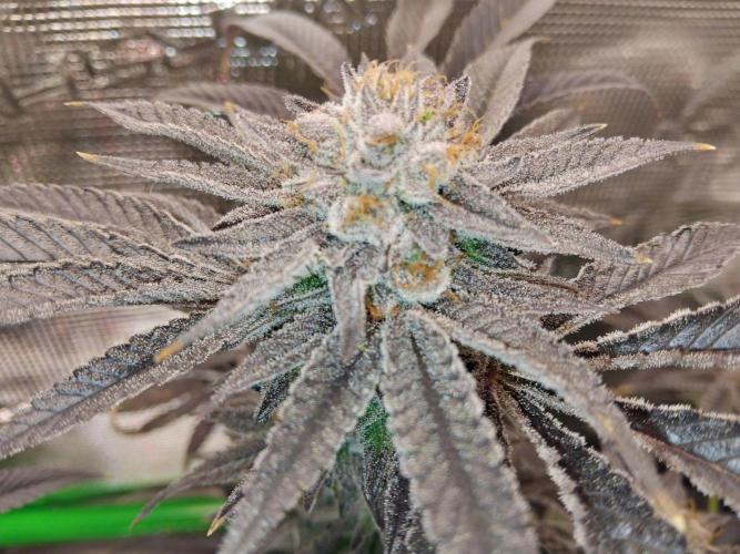 Organi-Matrix : Project "Phoenix Effect". Week 8