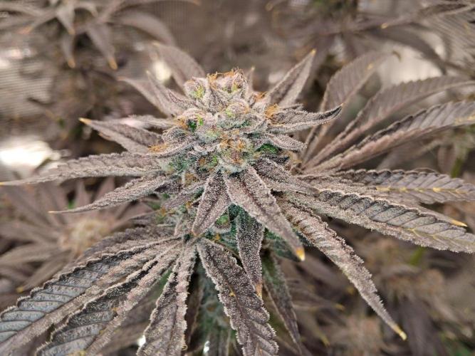 Organi-Matrix : Project "Phoenix Effect". Week 8