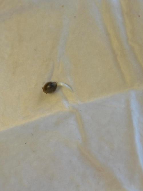 Heckin’ Chonker My First Grow. Week 0 - Taproot can out writhing 48 hrs