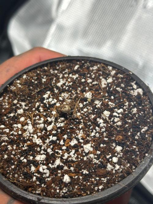 Heckin’ Chonker My First Grow. Week 0 - Broke soil within 24 hes