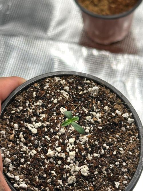 Heckin’ Chonker My First Grow. Week 0