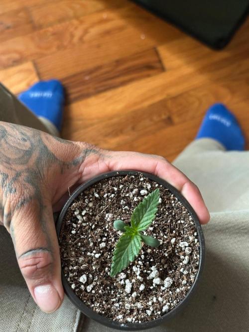 Heckin’ Chonker My First Grow. Week 0
