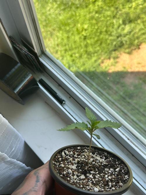 Heckin’ Chonker My First Grow. Week 0