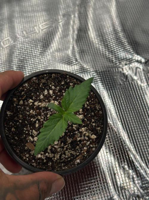 Heckin’ Chonker My First Grow. Week 0