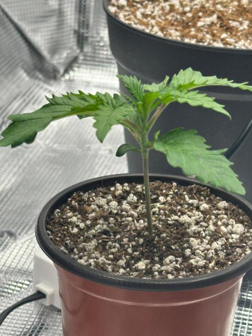 Heckin’ Chonker My First Grow. Week 0