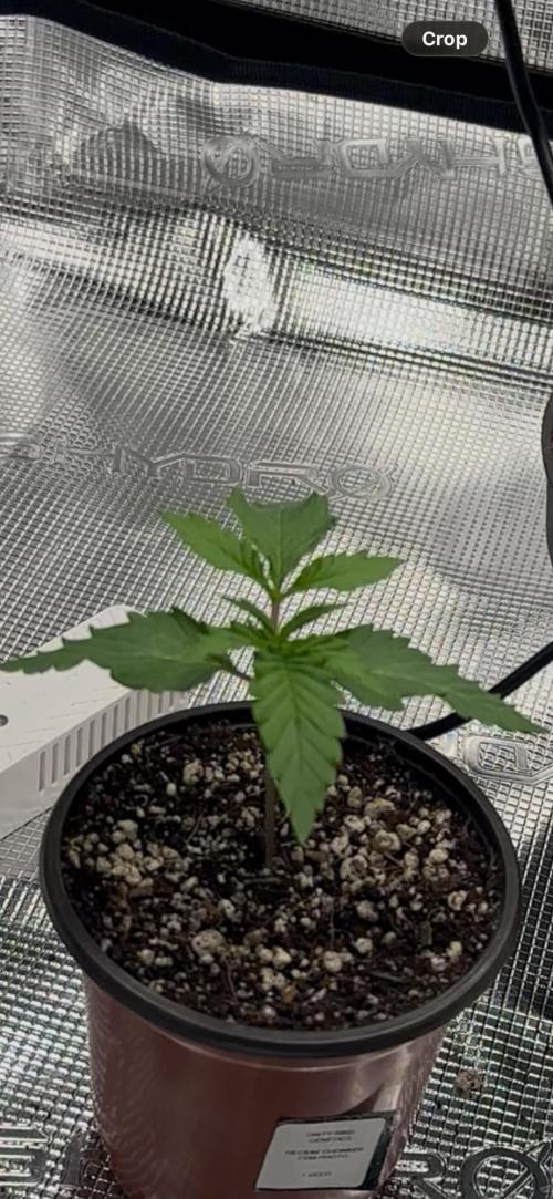 Heckin’ Chonker My First Grow. Week 0