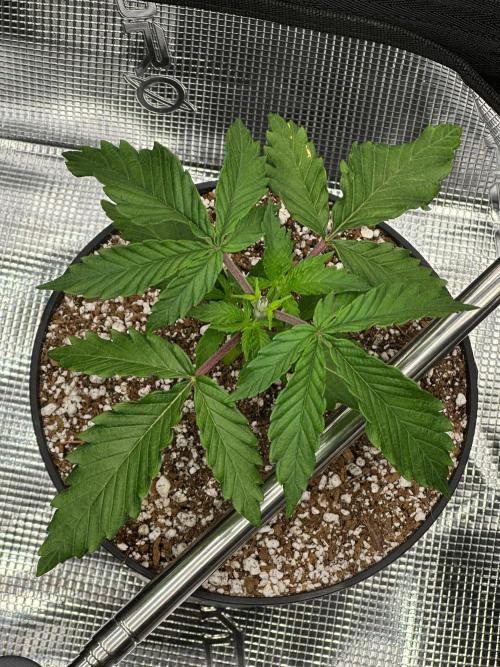 Heckin’ Chonker My First Grow. Week 0