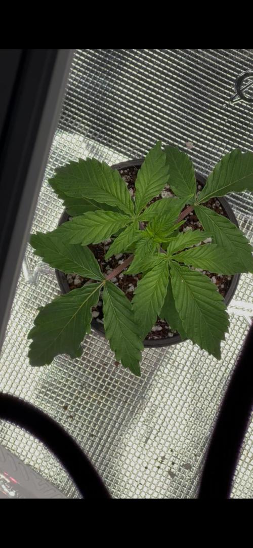 Heckin’ Chonker My First Grow. Week 0