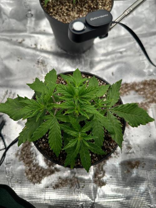 Heckin’ Chonker My First Grow. Week 1
