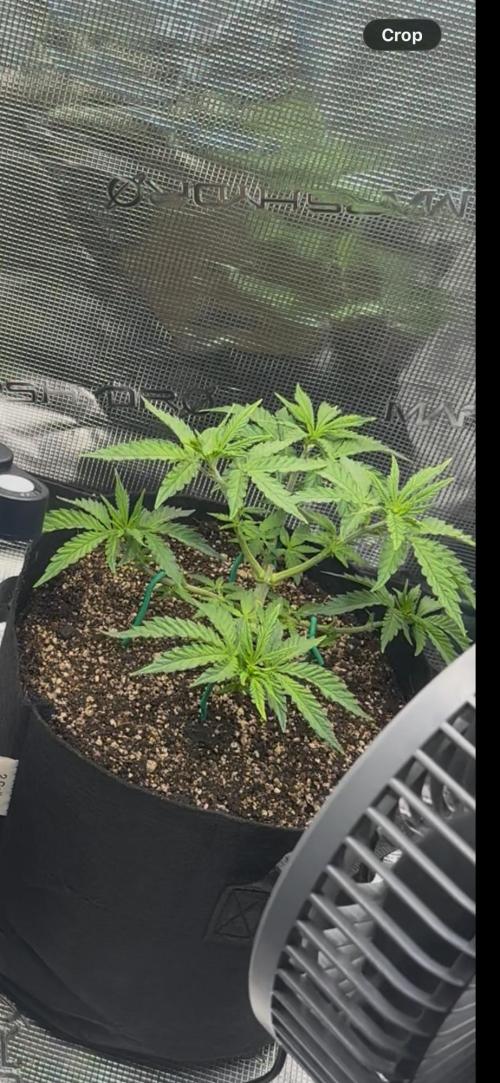 Heckin’ Chonker My First Grow. Week 1