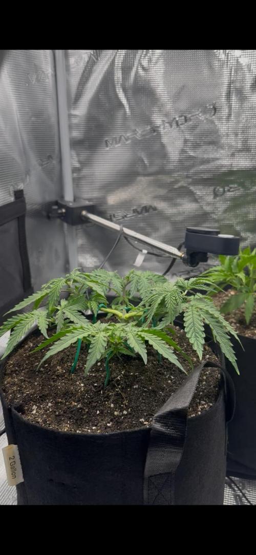 Heckin’ Chonker My First Grow. Week 1