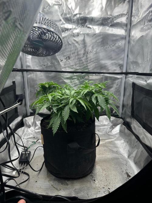 Heckin’ Chonker My First Grow. Week 1