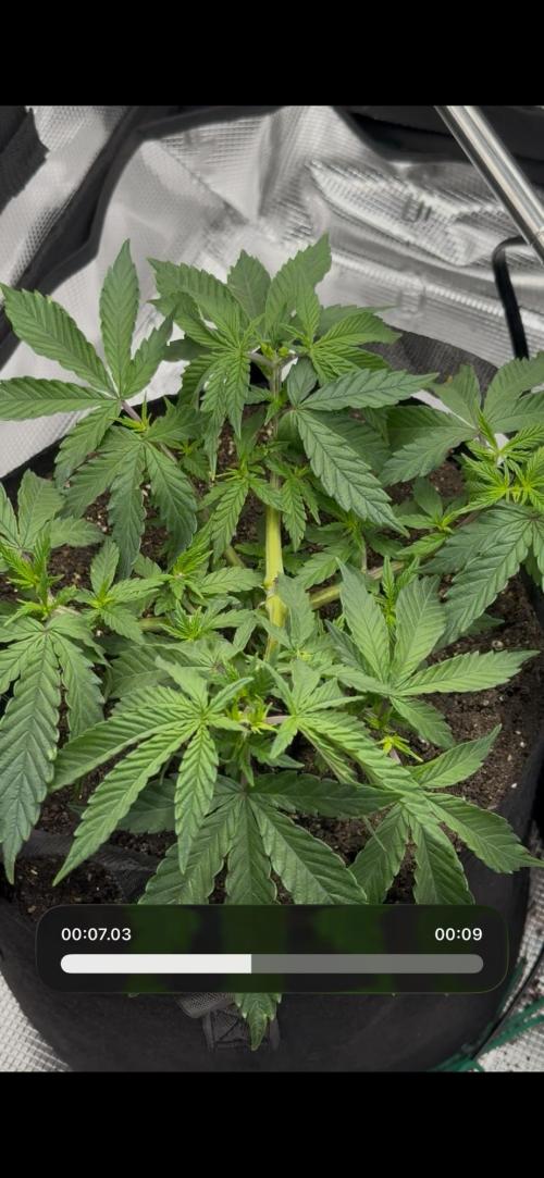 Heckin’ Chonker My First Grow. Week 1