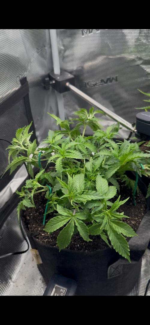 Heckin’ Chonker My First Grow. Week 1