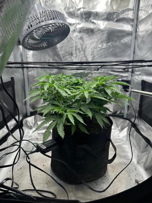 Heckin’ Chonker My First Grow. Week 1