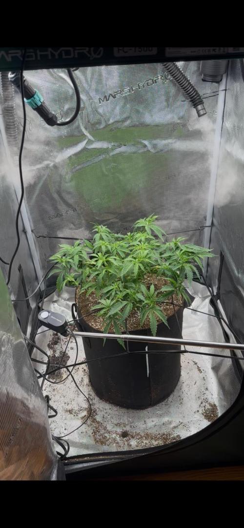 Heckin’ Chonker My First Grow. Week 1