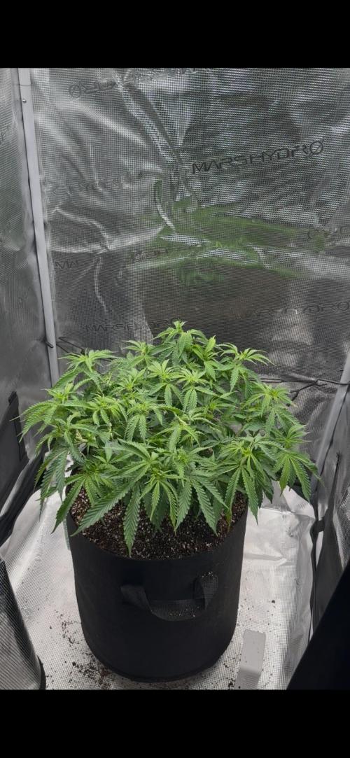 Heckin’ Chonker My First Grow. Week 1