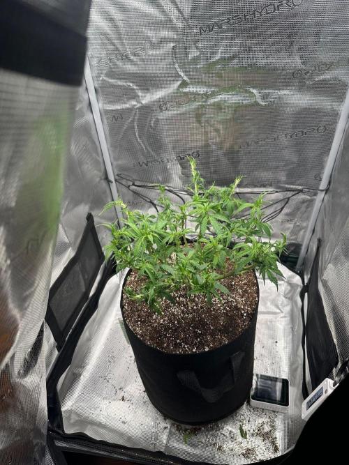 Heckin’ Chonker My First Grow. Week 1
