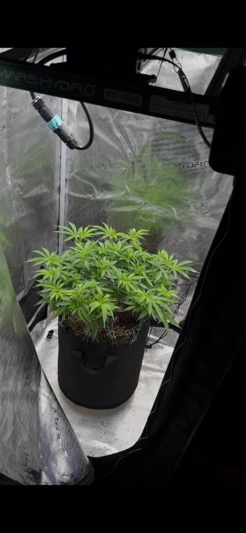 Heckin’ Chonker My First Grow. Week 2