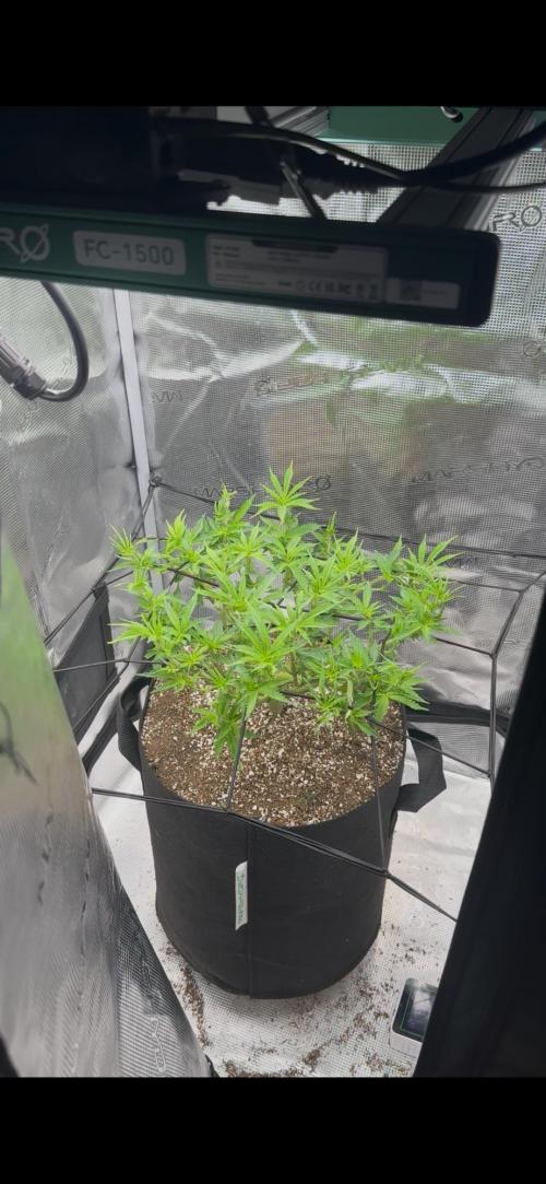 Heckin’ Chonker My First Grow. Week 2