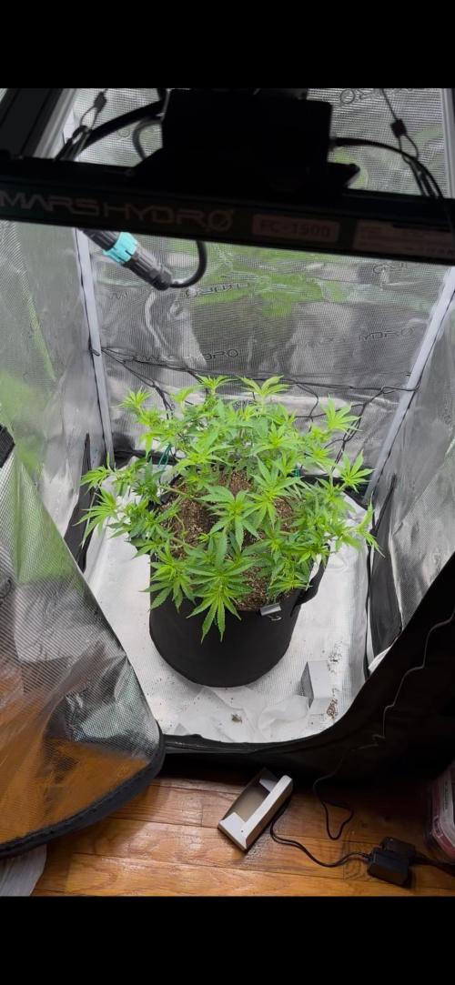 Heckin’ Chonker My First Grow. Week 2