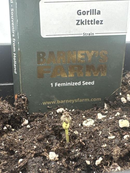 Zkittlez #1. Week 0 - Finally sprouted on day 16.09.26