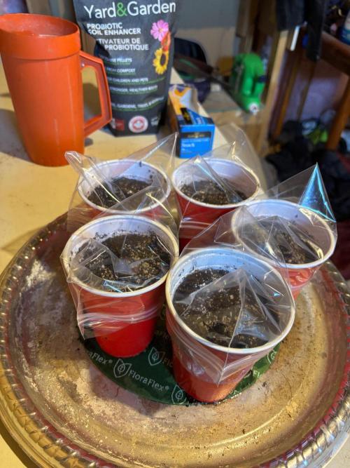 Super Larry BX1 tester. Week 0 - Into the starter mix and then to the heat mat 