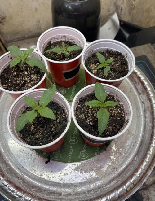 Super Larry BX1 tester. Week 1 - Temps 18-25
RH 65-70%
11