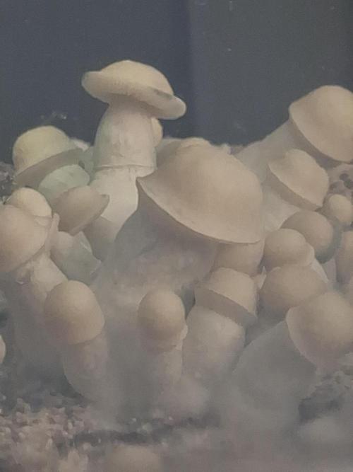 First Mushroom Grow. Week 12 - Flush 1 Close Up