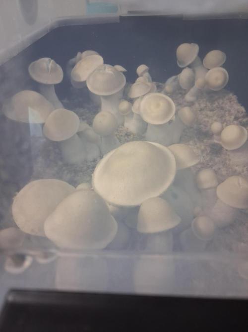 First Mushroom Grow. Week 12 - Flush 2