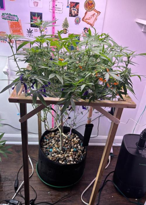 DoSiDo. Week 2