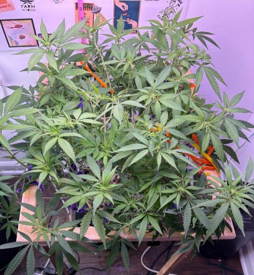 DoSiDo. Week 2