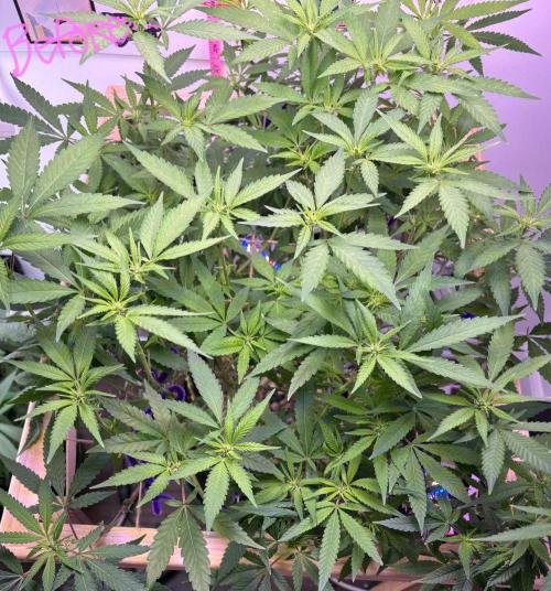 DoSiDo. Week 2