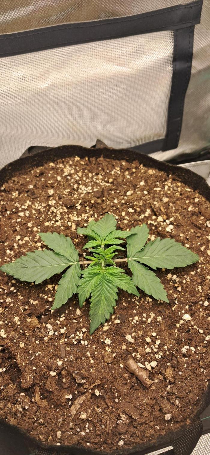 LowBudget. Week 2