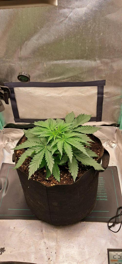 LowBudget. Week 3
