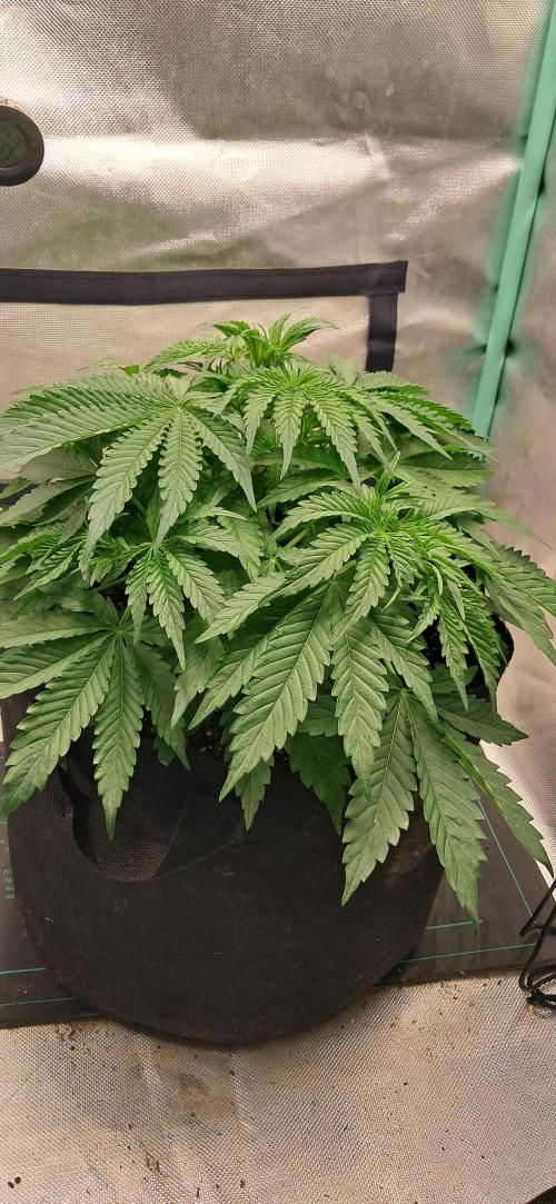 LowBudget. Week 4