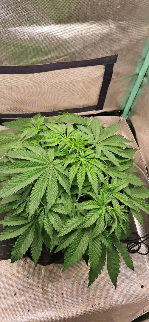 LowBudget. Week 4