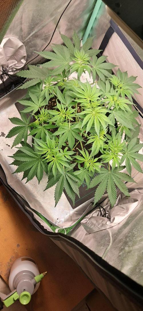 LowBudget. Week 5