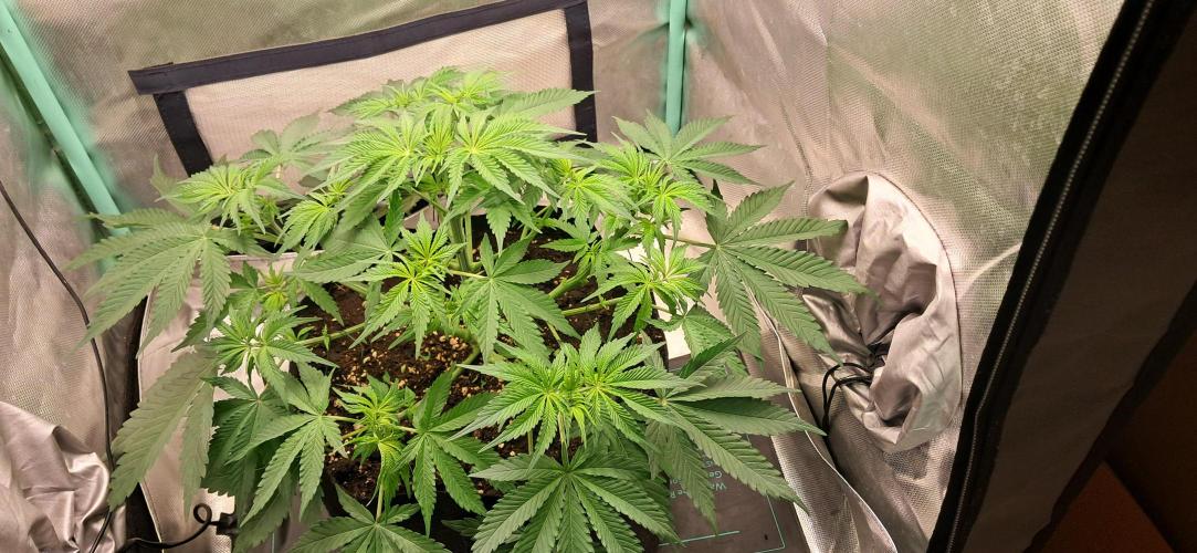 LowBudget. Week 5