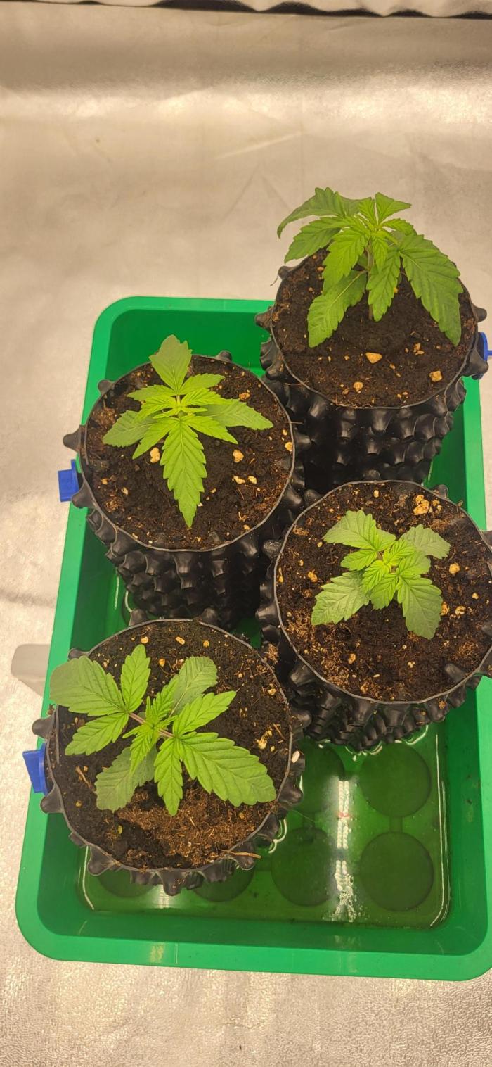 Super Lemon Cherry by Sensi Seeds. Week 2