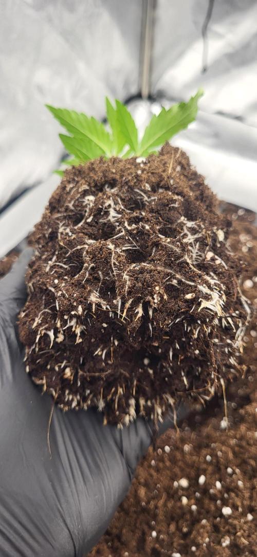 Super Lemon Cherry by Sensi Seeds. Week 3