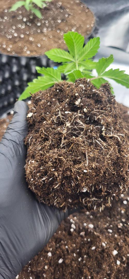 Super Lemon Cherry by Sensi Seeds. Week 3