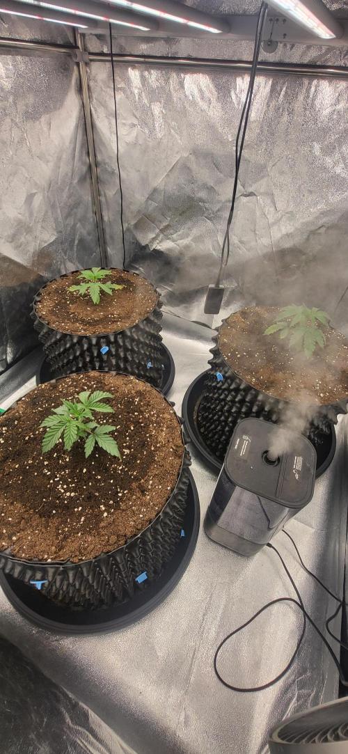 Super Lemon Cherry by Sensi Seeds. Week 3