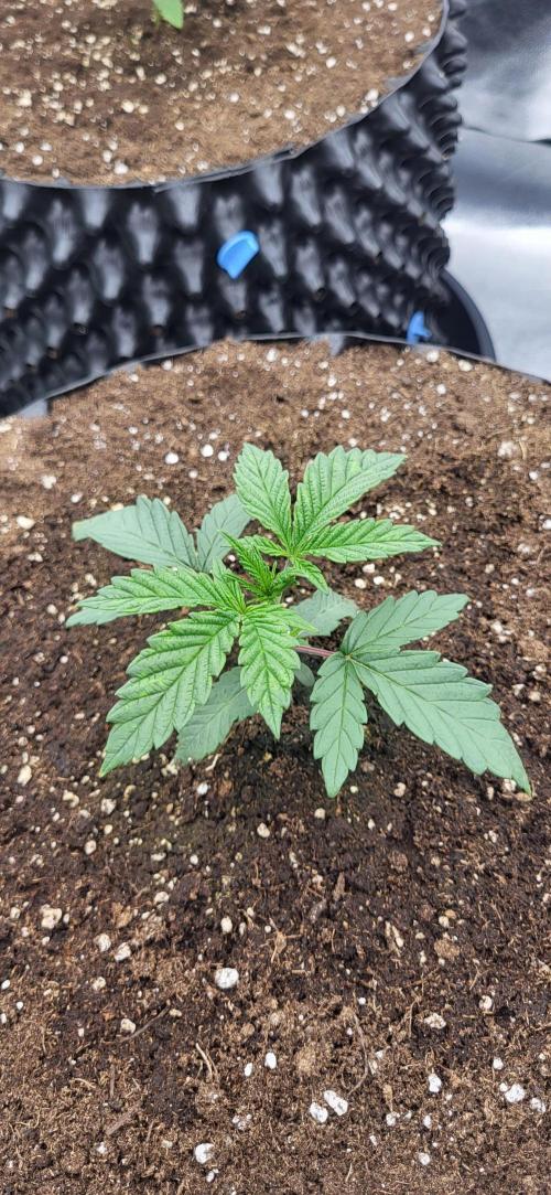 Super Lemon Cherry by Sensi Seeds. Week 3