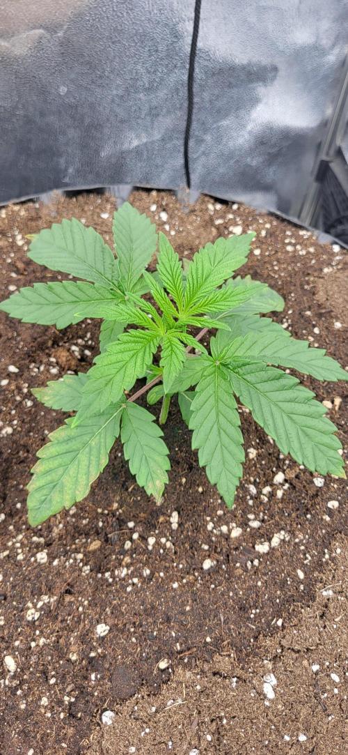 Super Lemon Cherry by Sensi Seeds. Week 3
