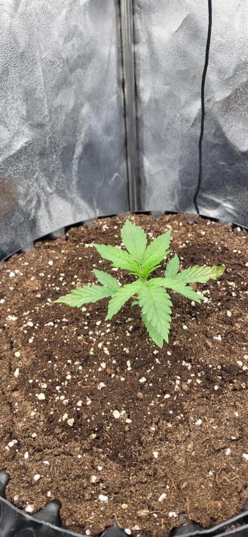 Super Lemon Cherry by Sensi Seeds. Week 3