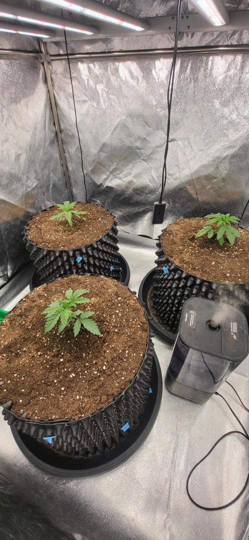Super Lemon Cherry by Sensi Seeds. Week 3
