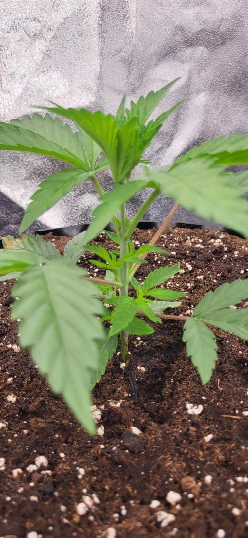 Super Lemon Cherry by Sensi Seeds. Week 4